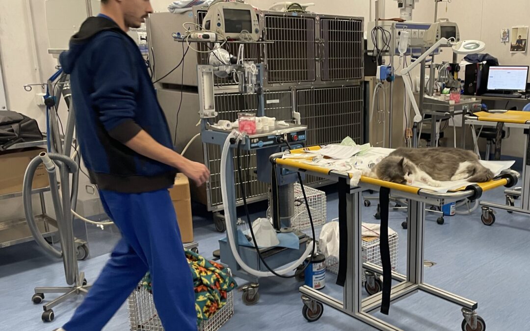 VISITA ALLA FACOLTA’ DI VETERINARIA (2)